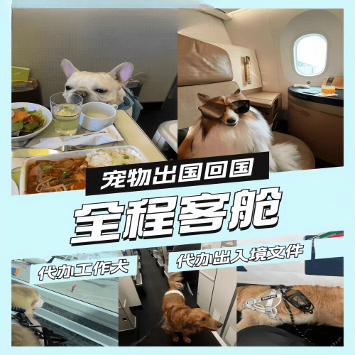 阜阳宠物托运到白俄罗斯宠物入境规定和要求